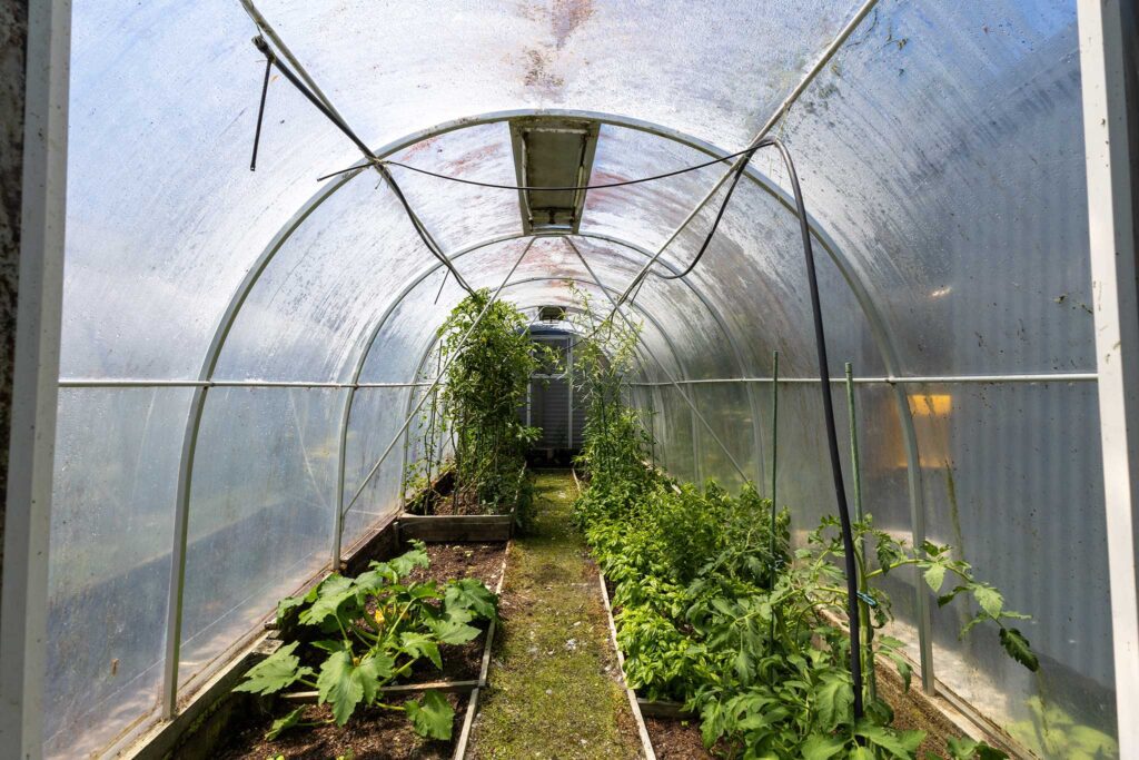 Kaniere house with polytunnel growing